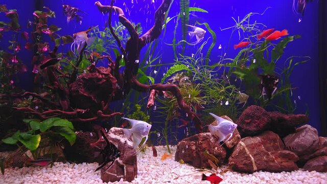 Aquarium landscape with white pebble.  Beautiful freshwater aquarium with green plants and many fish over blue background. Slow motion. Freshwater aquarium with a large flock of fish.  Aqua space.