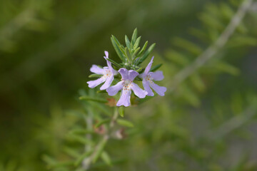 Coastal rosemary