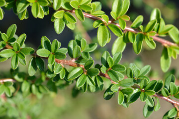 Bearberry cotoneaster Coral Beauty