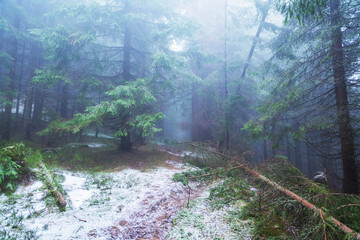 The Carpathian forest is covered with fog in the mountains