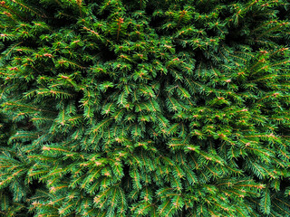 Green spruce branches close up