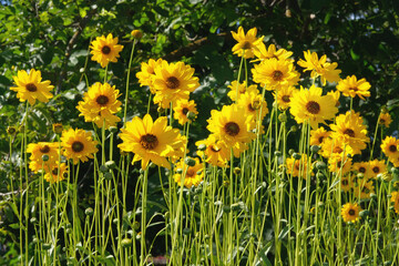 Obraz premium Jerusalem artichoke flowers grow in lawn in park. Bright yellow flowers on blurred background in meadow. Helianthus tuberosus L.