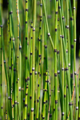 Obraz premium Scouring rush horsetail