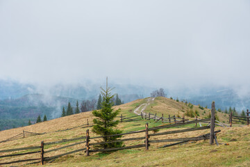 Fototapeta na wymiar The Carpathian forest is covered with fog in the mountains