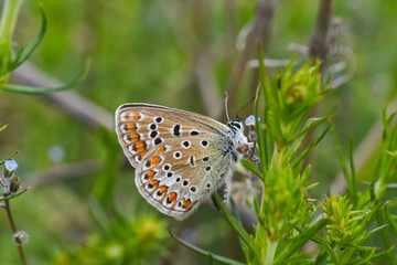 Fototapeta na wymiar Common Blue butterfly - polyommatus icarus. Little blue butterfly on wild meadow
