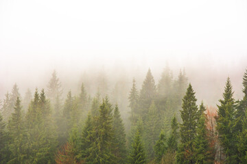 Fototapeta na wymiar The Carpathian forest is covered with fog in the mountains