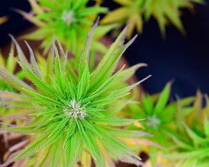Vista de cerca de flores y hojas de marihuana