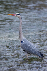 Graureiher (Ardea cinerea)