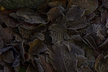 Bunte Blätter bei Sonnenaufgang im Winter mit Rauhreif