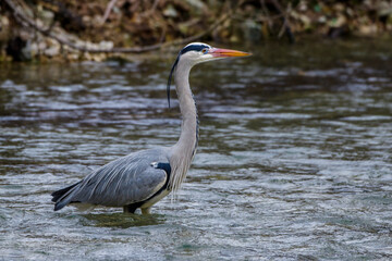 Graureiher (Ardea cinerea)