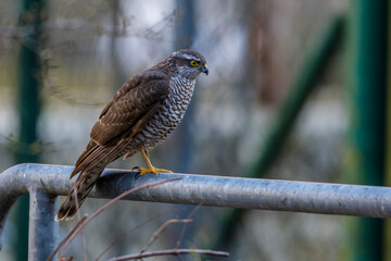 Sperber (Accipiter nisus) Weibchen