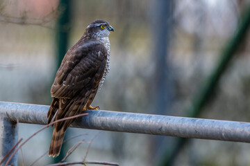 Sperber (Accipiter nisus) Weibchen