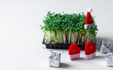 Christmas in the agricultural sector. Micro-green business.