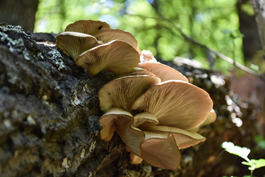 Oyster mushroom or Pleurotus ostreatus background photo close-up. Oyster mushroom grows on wood in forest