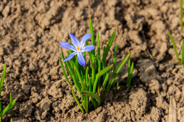 Blue glory-of-the-snow (chionodoxa luciliae) flower on spring