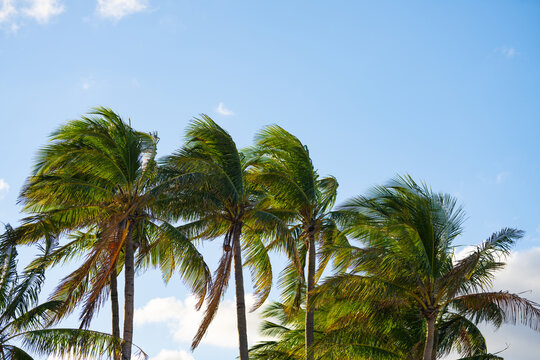 Palms swaying in the wind