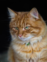 Pretty Ginger Cat