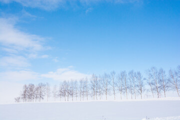 雪の丘の上のシラカバ並木と青空
