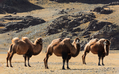 Three two-humped camels in the Altai mountains. Russia