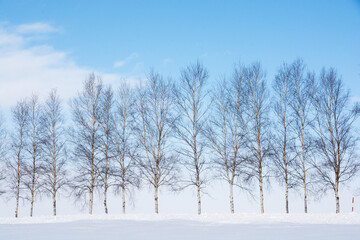 雪の丘の上のシラカバ並木と青空
