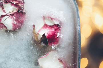 Fototapeta premium Frozen Rose Flowers in Ice Cubes in dark settings, floral ice