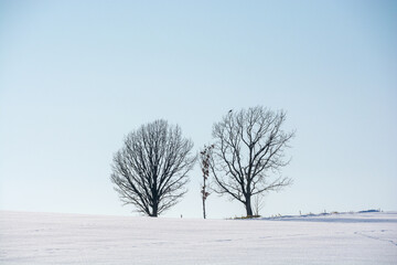 Fototapeta premium 雪原に立つ冬木立と青空 