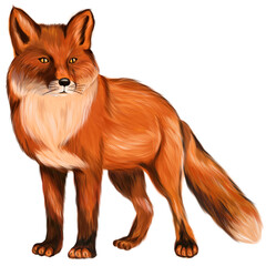 Drawing of a fox, fox on a white background.