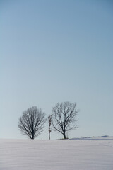 雪原に立つ冬木立と青空
