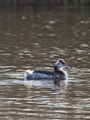 AA Great Crested Grebe (Podiceps cristatus) in its winter plumage
