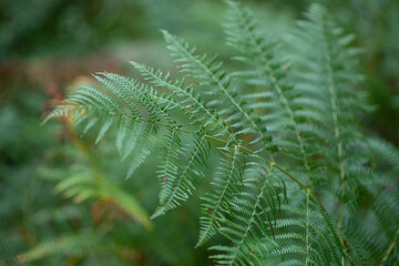 Wald-Frauenfarn Blatt
