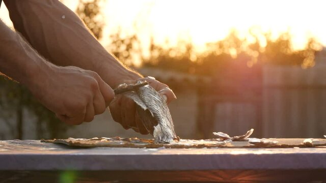 Male strong hands of a fisherman cleans freshly caught live fish from scales in a beautiful scenic sunset on nature.