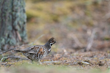 The hazel grouse (Tetrastes bonasia)