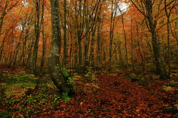 Obraz premium 紅葉のブナ林