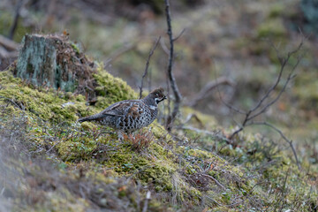 The hazel grouse (Tetrastes bonasia)