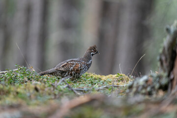 The hazel grouse (Tetrastes bonasia)