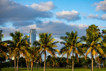 Palms in the park photo