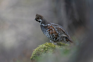 The hazel grouse (Tetrastes bonasia)