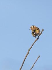 Goldfinch (Carduelis carduelis) sat on a branch at St Aidan's, an RSPB reserve in Leeds, West...