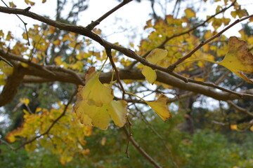 イチョウの木の黄色い葉