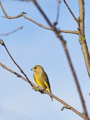 A Greenfinch (Chloris chloris) sat on a branch at St Aidan's, an RSPB reserve in Leeds, West Yorkshire.