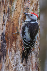 Mittelspecht (Leiopicus medius)