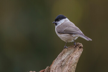 Sumpfmeise (Poecile palustris)