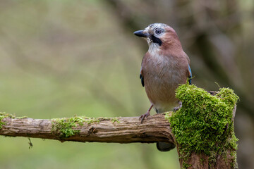 Eichelhäher (Garrulus glandarius)