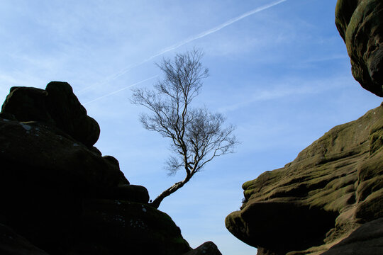 Rowan tree growing out of a rock formation and silhouetted against blue sky, Brimham Rocks, Harrogate, North Yorkshire, UK.