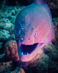 Close up on a giant moray eel