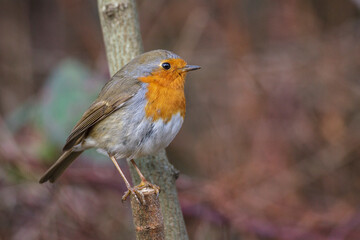 Rotkehlchen (Erithacus rubecula)