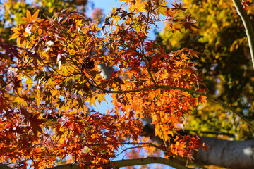 紅葉 もみじ 紅葉狩り 枯れ葉 紅葉狩り オレンジ 