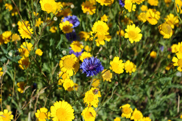 Corn marigolds and cornflowers growing in the garden