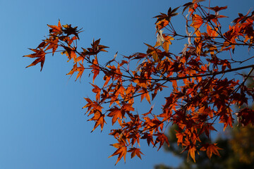 もみじ 紅葉狩り 枯れ葉 紅葉 オレンジ 青空 和風