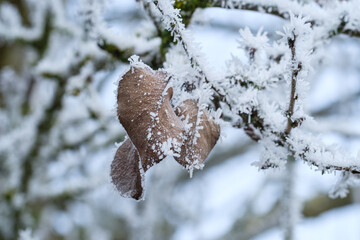 Herbstlich verwelkte Blätter hängen mit Raureif und Eiskristallen zwischen winterlichen Zweigen